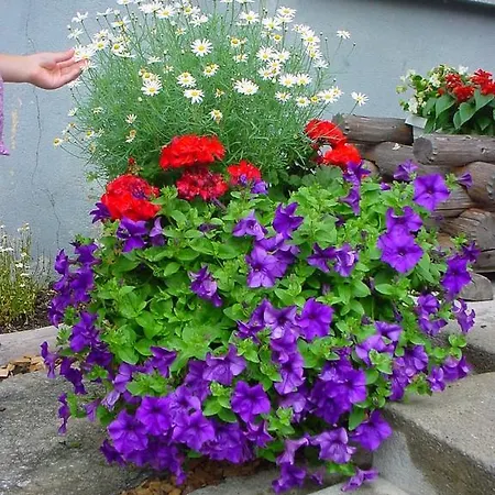 アパート Haus サース フェー